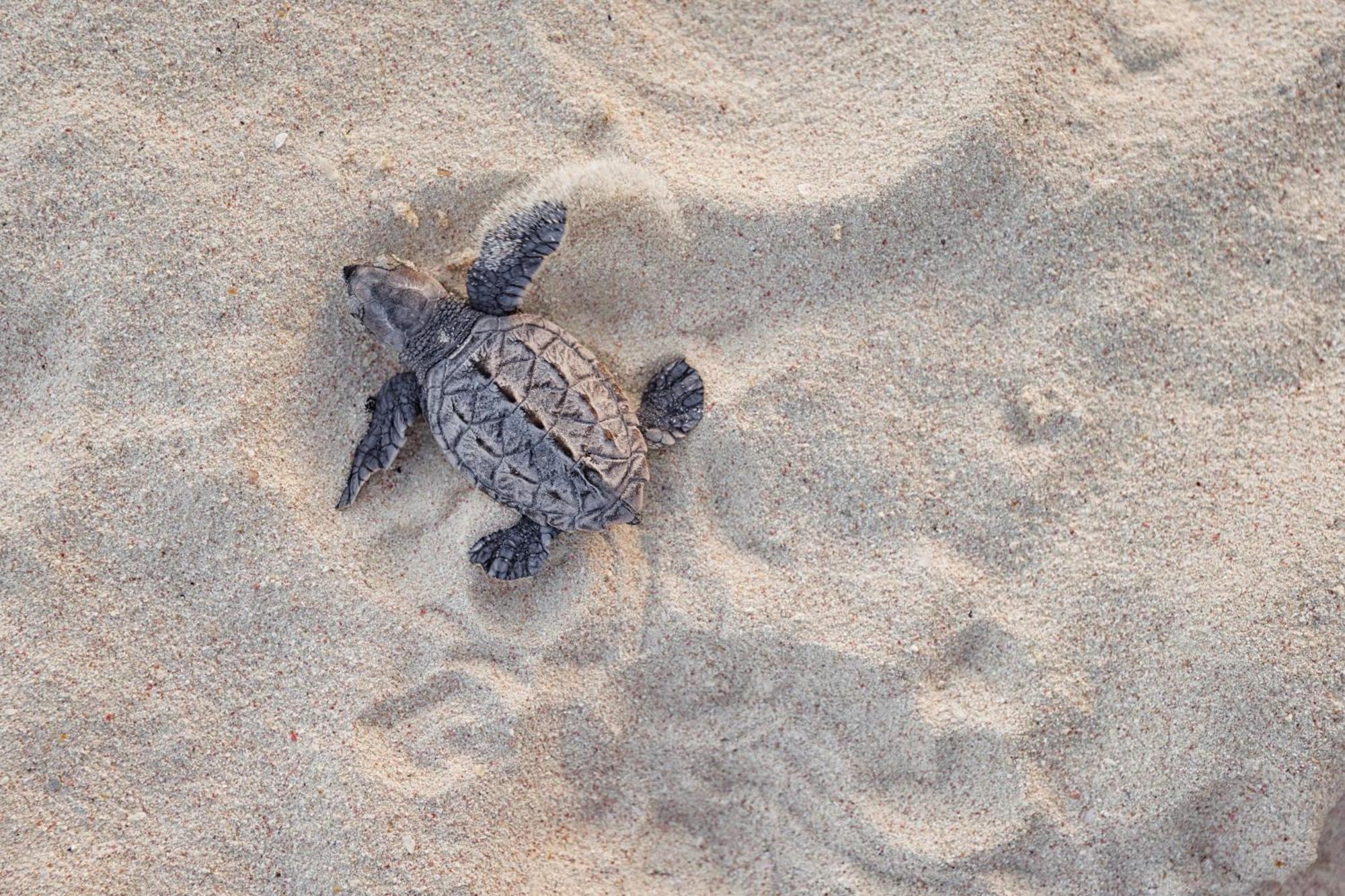 קרייסט צ'רץ' Sandals Barbados All Inclusive - Couples Only (Adults Only) מראה חיצוני תמונה